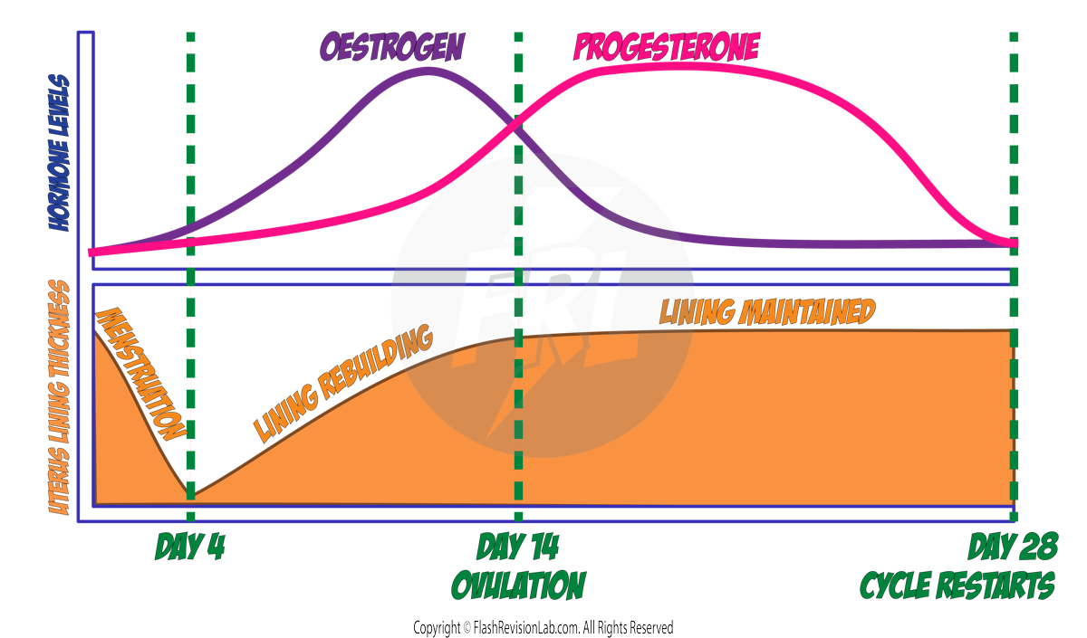 Oestrogen & Progesterone